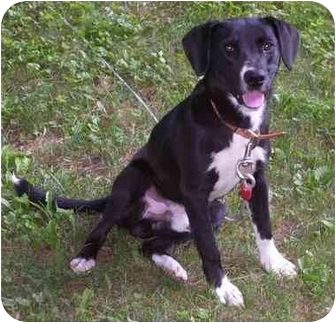 labrador retriever & terrier mix