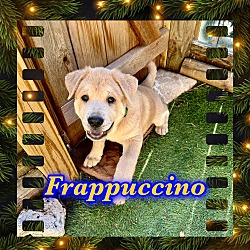 Photo of Frappuccino