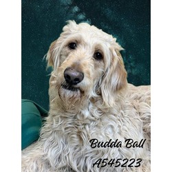 Photo of BUDDA BALL