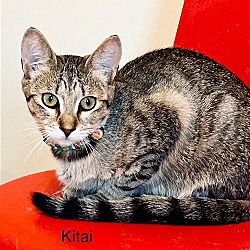 Thumbnail photo of Kitai #4