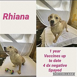 Thumbnail photo of Rhiana #3
