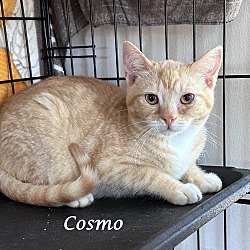 Photo of COSMO (adopt w/ Cleo)