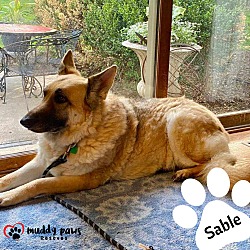 Thumbnail photo of Sable (Courtesy Post) #4