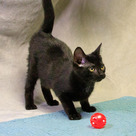 Adopt A Pet :: Appt Pending - Turtle - Versailles, KY