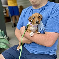 adopt a pet