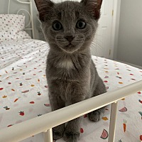 adopt a pet