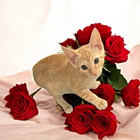 adopt a pet