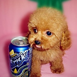 Photo of Tea cup Poodle
