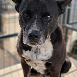 Thumbnail photo of Bandit #2