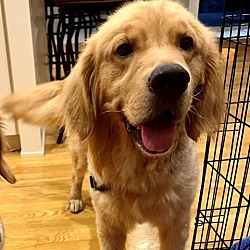 Photo of Archie (formerly Sam)