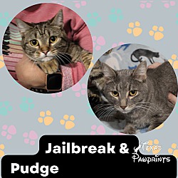 Thumbnail photo of Bonded Pair Jailbreak and Pudg #1