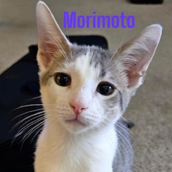 Thumbnail photo of Morimoto #1