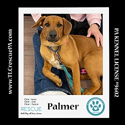 Thumbnail photo of Palmer (The Police Pups) 030224 #3