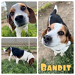 Photo of Bandit - NN