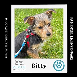 Photo of Bitty (Mini Mutts) 042024