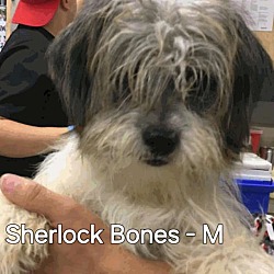 Thumbnail photo of Sherlock Bones #2