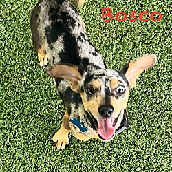 Thumbnail photo of Bosco #1