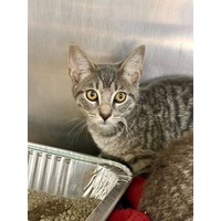 adopt-pet