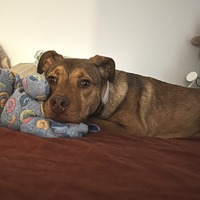 adopt a pet