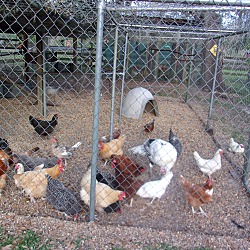 Thumbnail photo of Roosters #2