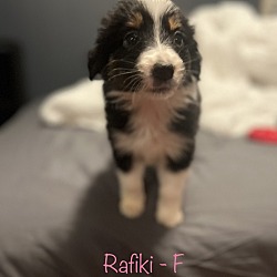 Photo of Rafiki