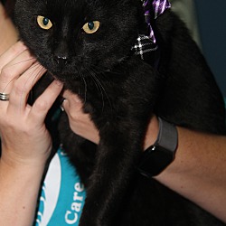 Thumbnail photo of Onyx (Neutered) In Foster Care #3
