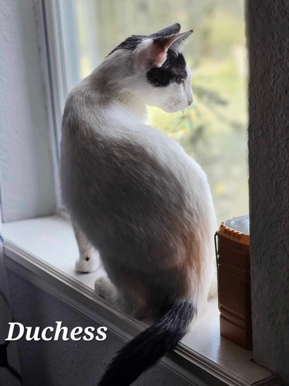 Thumbnail photo of Duchess #2
