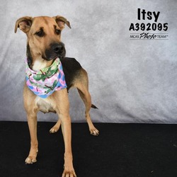 Photo of ITSY