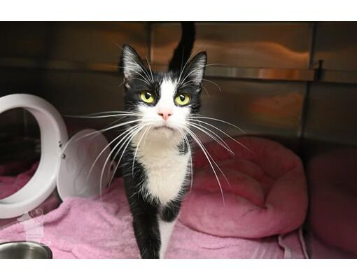 Cat Decatur Il Decatur, IL - Domestic Shorthair. Meet SWEETIE a Pet for Adoption ...