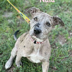 Thumbnail photo of NALA #1