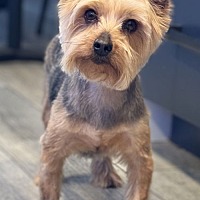 adopt a pet