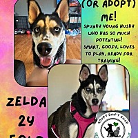 adopt a pet