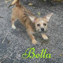 Thumbnail photo of Bella #3