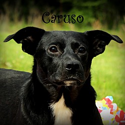 Thumbnail photo of Caruso~adopted! #1