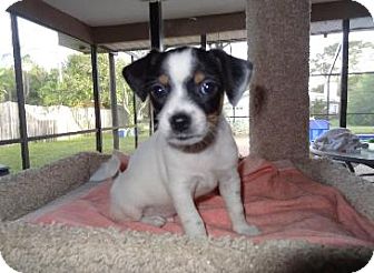 jack russell in chinese