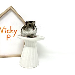 Photo of Vicky P.