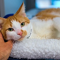 adopt a pet