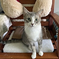 adopt-pet