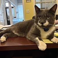 adopt a pet