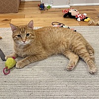 adopt a pet