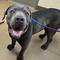 adopt a pet