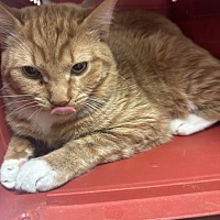 adopt a pet