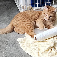 adopt a pet