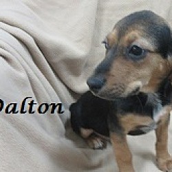 Thumbnail photo of Dalton #3