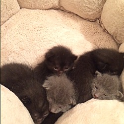 Thumbnail photo of Lavender and the Spice Kittens #4