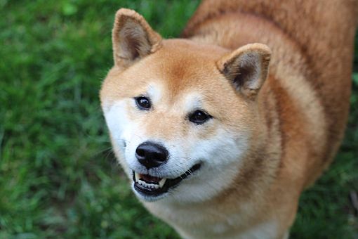 Manassas Va Shiba Inu Meet Leeloo A Pet For Adoption