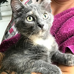 Thumbnail photo of Catsy Cline - Pending Adoption #2