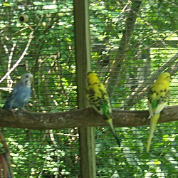 Thumbnail photo of Parakeets- (1M & 1F) #2