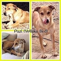 Thumbnail photo of PAZI (Yellowbird) #1