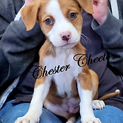 Thumbnail photo of Chester Cheeto~adopted! #1